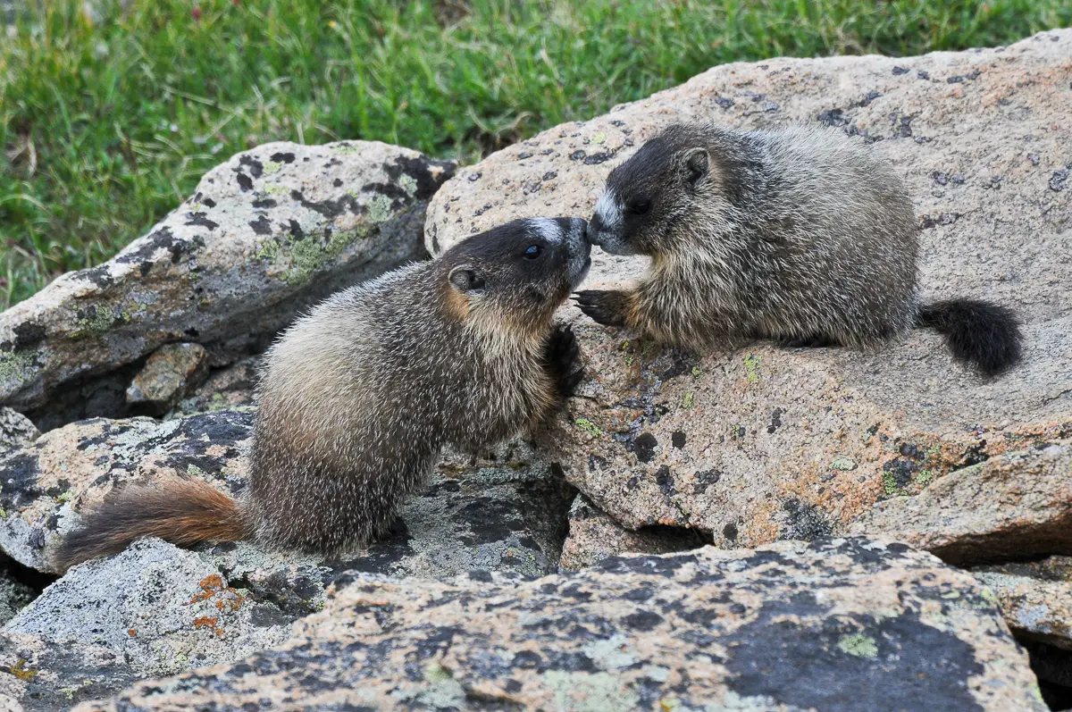 yellow-bellied marmots in rocky mountain national park, Estes Park Wildlife, Rocky Mountain Wildlife